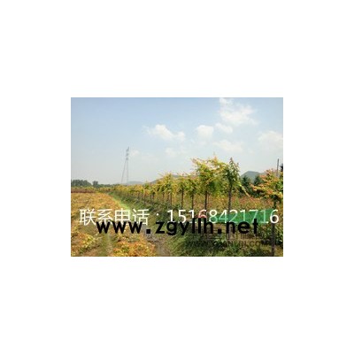 大葉黃楊小苗
