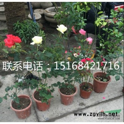 精品紅葉石楠球p1.2-1.3