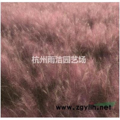 八月桂