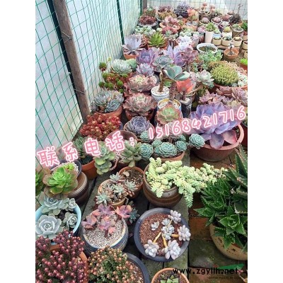 海濱木槿、再力花