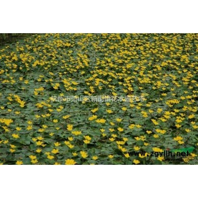 黃花決明