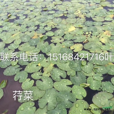 2至6公分碧桃紅葉桃