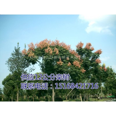 闊葉十大功勞