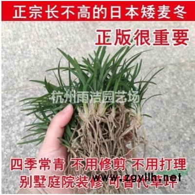 紅花繼木小苗
