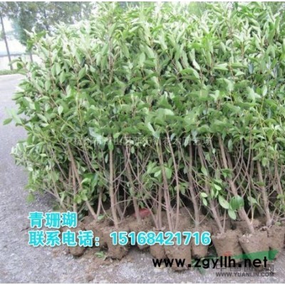 八角金盤小苗