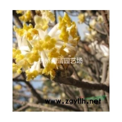 樸樹