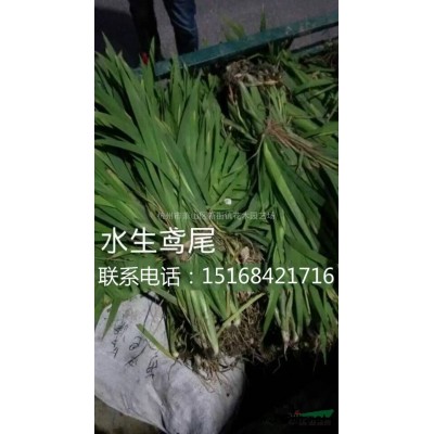 浙江地區供應夾竹桃
