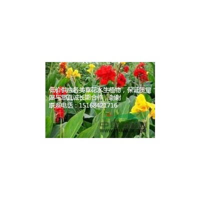 爬山虎