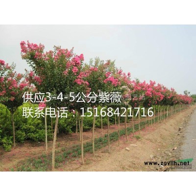 大火棘球、紫荊、木槿