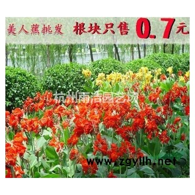 花桃