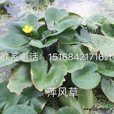 松果菊、金光菊