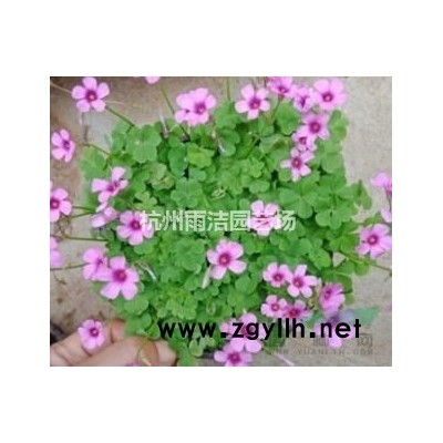 小蘭花燕尾