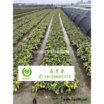 大葉梔子地苗