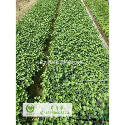 花葉梔子大杯