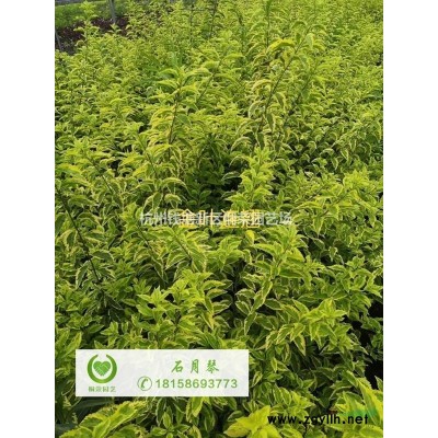 小葉梔子大杯H30-35