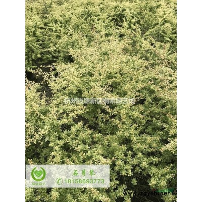 叢生雞爪槭美植袋
