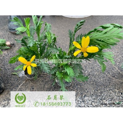 亮晶女貞大杯