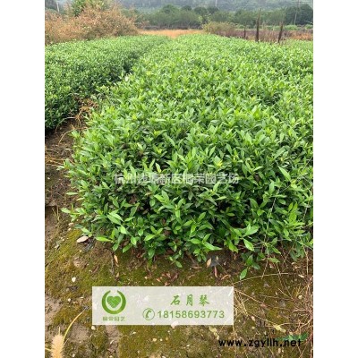 金葉苔草