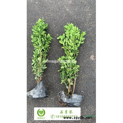龜甲冬青毛球H60~80