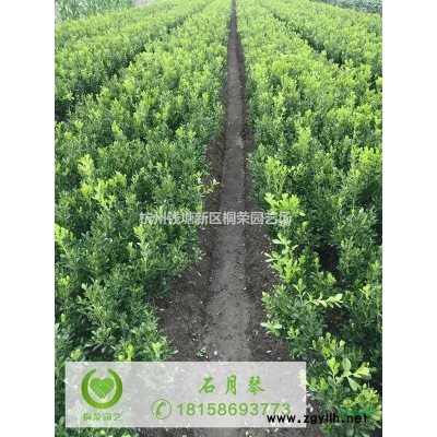 樹木支撐塑料套頭