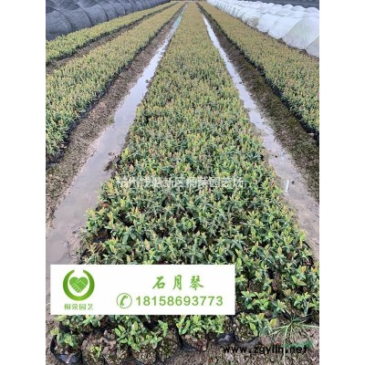 莢蒾杯苗