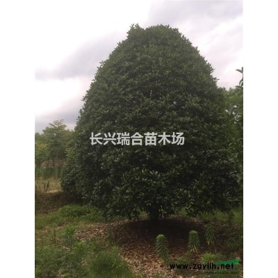 高桿紅葉石楠裝車 紅葉石楠價(jià)格行情報(bào)價(jià),紅葉石楠苗木價(jià)格