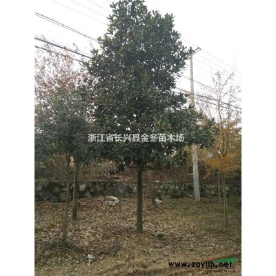 常年低價供應地徑10-15公分紅梅