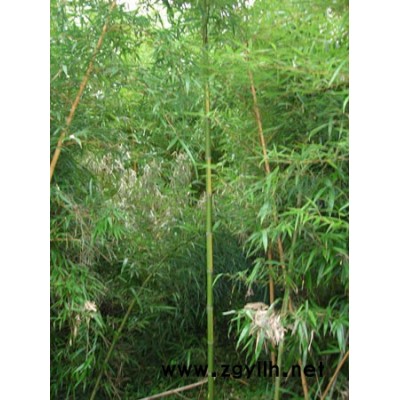 黃桿烏哺雞竹