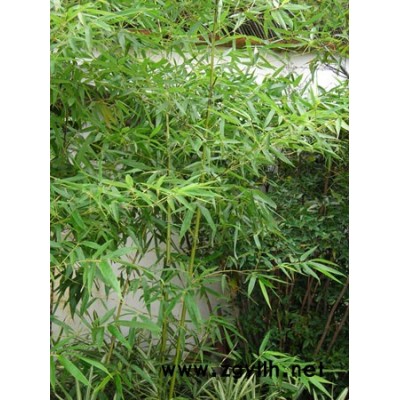 吉祥草、絡石、射干