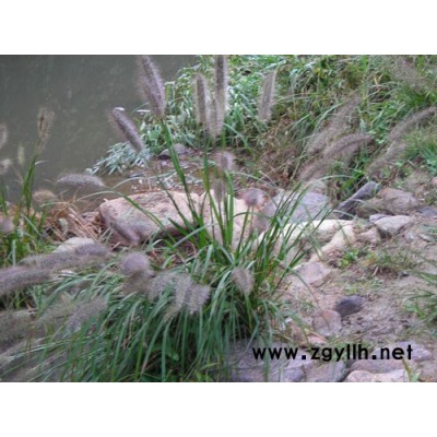 醉魚草、沿階草