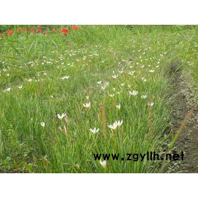 千屈菜、花葉蘆竹
