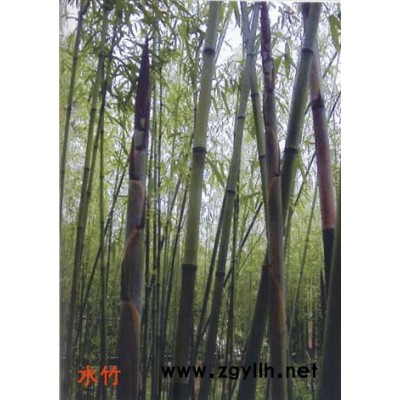 高節(jié)竹