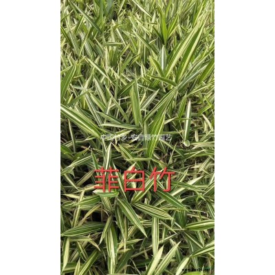 黃稈綠筋竹