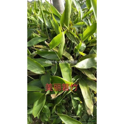 竹類植物