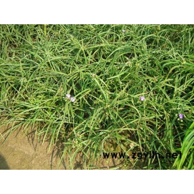 花葉蘆葦
