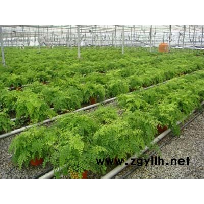 雨久花、火炬花、茵草