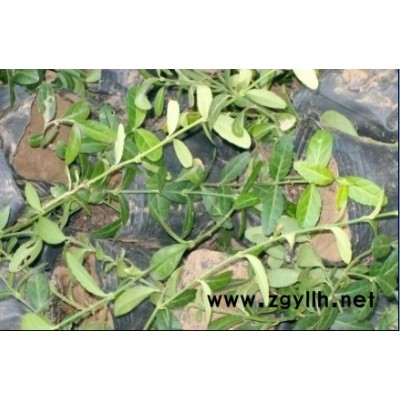 大吳風草(活血蓮、荷葉三七)