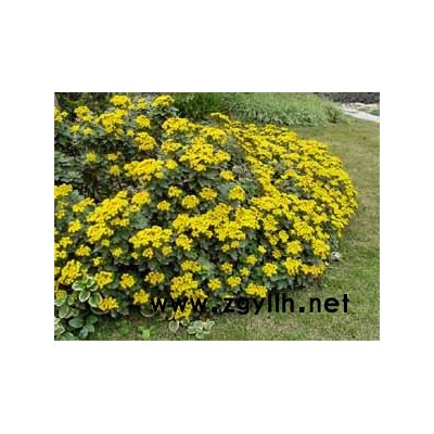花毛竹