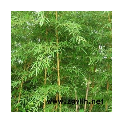 鼠尾草