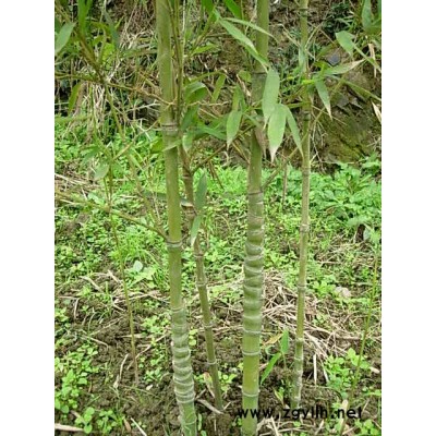 南天竹、玉簪、紅花酢漿草