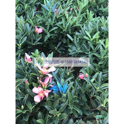 紅葉石楠-精品苗木