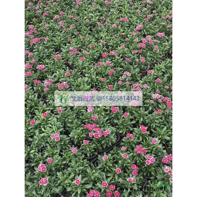 紙莎草、聚草、苦草-各類水草