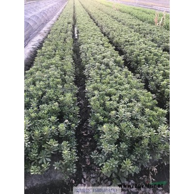 美國紫薇、矮紫薇、紫薇-規格*