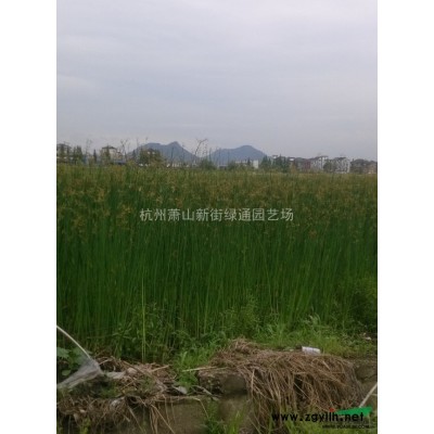 浙江綠化工程苗－紅花繼木大杯苗