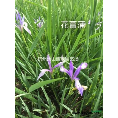 浙江蕭山繡線菊杯苗，繡線菊毛球供應