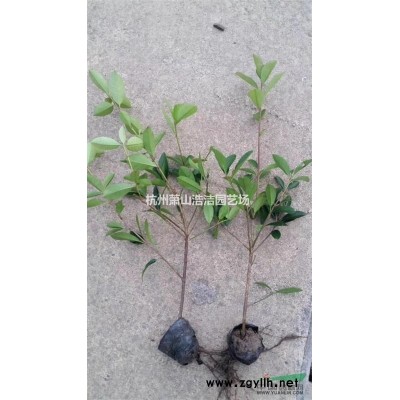 浙江蕭山小葉扶芳藤出售實拍