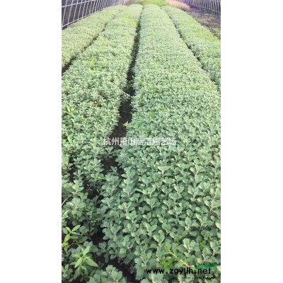 浙江芍藥綠化工程苗，芍藥發苗現場，一千數量一包。