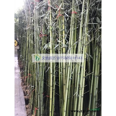 紫葉千鳥花-地栽苗