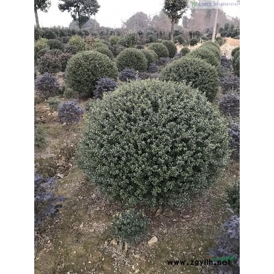 紅花千屈菜、白花千屈菜-千屈菜產地直銷