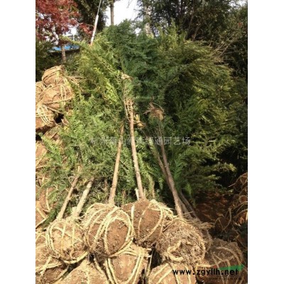 浙江蕭山吉祥草大量供應